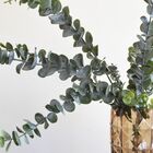 Buquê De Eucalipto Artificial Toque Real |  Formosinha